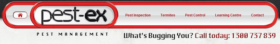 Termite Control Gold Coast Termite Inspection Termite Control Gold Coast Termite Inspection